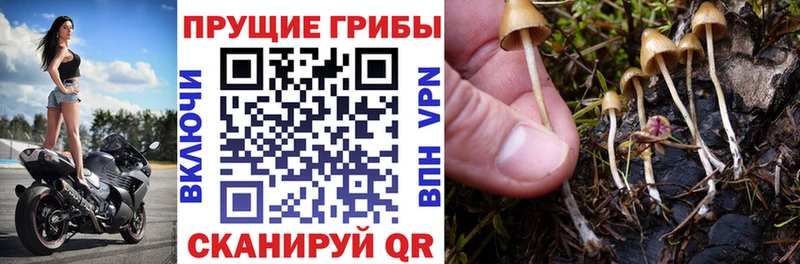 Псилоцибиновые грибы GOLDEN TEACHER  blacksprut как зайти  Любим 